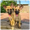 Photo №1. malinois - à vendre en ville de Varsovie | négocié | Annonce №108316