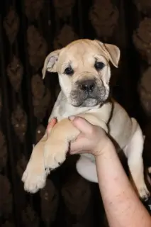 Photos supplémentaires: Chiots de race rare Ca de bou