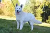 Photo №4. Je vais vendre berger blanc suisse en ville de Frampol. éleveur - prix - 700€