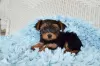 Photo №3. Superbes chiots Yorkshire Terrier. La Grande-Bretagne