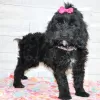 Photo №1. labradoodle - à vendre en ville de Chicago | 473€ | Annonce №45612