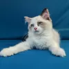 Photo №4. Je vais vendre ragdoll en ville de Vladivostok. de la fourrière, éleveur - prix - négocié