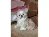 Photo №1. shiba, shih tzu - à vendre en ville de Auckland | 663€ | Annonce №78778