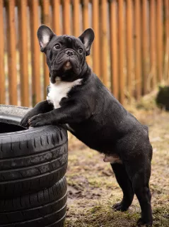 Photo №1. bouledogue - à vendre en ville de Bryansk | Négocié | Annonce №5792