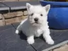 Photo №3. Superbes chiots West Highland Terrier. Lituanie