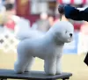 Photo №2 de l'annonce № 27776 de la vente bichon à poil frisé - acheter à USA de la fourrière