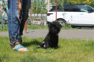 Photo №3. Chiots Affenpinscher. Fédération de Russie