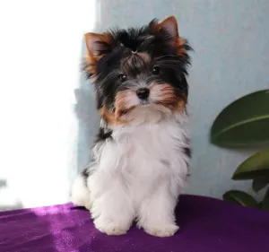 Photo №1. biewer yorkshire terrier - à vendre en ville de Minsk | Négocié | Annonce №4667