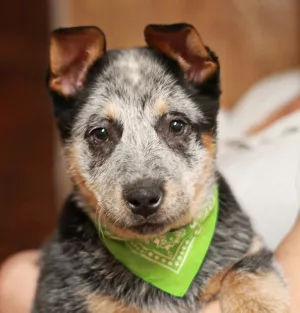 Photos supplémentaires: Chiots guérisseurs australiens