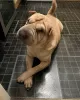 Photo №1. shar pei - à vendre en ville de Milan | 350€ | Annonce №110902