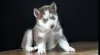 Photo №1. husky de sibérie - à vendre en ville de Göttingen | négocié | Annonce №52293