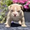 Photo №1. american bully - à vendre en ville de Bucharest | Gratuit | Annonce №109533