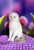 Photo №3. Chat Scottish fold. Ukraine