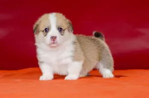 Photos supplémentaires: Pembroke Welsh Corgi fille rouge vif blanc