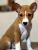 Photos supplémentaires: Chiots Basenji. Chien africain qui n'aboie pas.