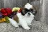 Photo №1. shih tzu - à vendre en ville de Regensburg | négocié | Annonce №123664