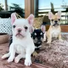 Photo №2 de l'annonce № 11133 de la vente bouledogue - acheter à La finlande annonce privée