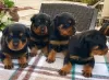 Photo №1. rottweiler - à vendre en ville de Berlin | Gratuit | Annonce №126255