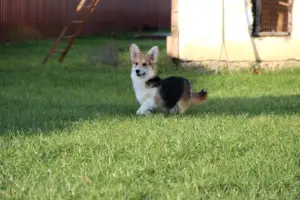 Photo №1. welsh corgi - à vendre en ville de Minsk | 800€ | Annonce №4891