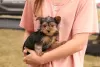 Photo №1. yorkshire terrier - à vendre en ville de Gelsenkirchen | 400€ | Annonce №63736