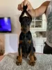 Photo №2 de l'annonce № 113503 de la vente dobermann - acheter à Serbie éleveur