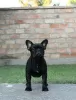 Photo №4. Je vais vendre bouledogue en ville de Kikinda.  - prix - négocié