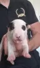 Photo №4. Je vais vendre bull terrier en ville de Bačka Topola. éleveur - prix - négocié