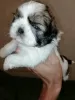 Photo №2 de l'annonce № 113606 de la vente lhassa apso, shih tzu - acheter à La Lettonie annonce privée, de la fourrière, éleveur