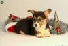 Photo №2 de l'annonce № 63544 de la vente welsh corgi - acheter à Grèce 