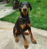 Photo №1. dobermann - à vendre en ville de Bucharest | 350€ | Annonce №125740