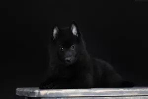 Photo №4. Je vais vendre schipperke en ville de Kharkov. annonce privée - prix - 528€