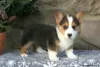 Photo №2 de l'annonce № 63531 de la vente welsh corgi - acheter à USA 