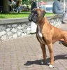 Photos supplémentaires: Boxer allemand, jeune chien