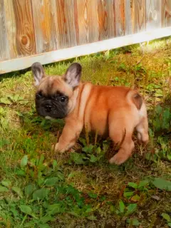 Photo №2 de l'annonce № 3289 de la vente bouledogue - acheter à Fédération de Russie éleveur