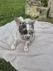 Photo №1. bouledogue - à vendre en ville de Belgrade | 1000€ | Annonce №107377