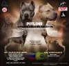 Photo №1. american pit bull terrier - à vendre en ville de Ulyanovsk | 616€ | Annonce №84673