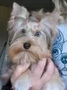 Photo №1. yorkshire terrier - à vendre en ville de Фёрде | négocié | Annonce №26417