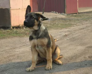 Photo №2 de l'annonce № 6176 de la vente berger allemand - acheter à Fédération de Russie 