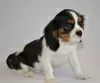 Photo №1. cavalier king charles spaniel - à vendre en ville de Tver | 1425€ | Annonce №8245