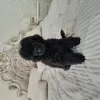 Photo №1. caniche (nain) - à vendre en ville de Minsk | 500€ | Annonce №125052