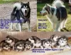 Photo №1. malamute de l'alaska - à vendre en ville de Хаапсалу | négocié | Annonce №108125