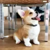 Photo №1. welsh corgi - à vendre en ville de Дортмунд | 250€ | Annonce №95724