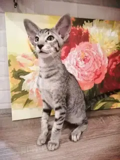 Photo №2 de l'annonce № 3828 de la vente oriental shorthair - acheter à Fédération de Russie de la fourrière