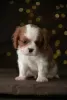 Photo №3. Chiots Cavalier King Charles Spaniel. Estonie