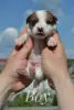 Photo №3. Chiots Jack Russell du chenil. Biélorussie