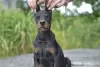 Photo №3. Chiots dobermans d'un charmant couple. Biélorussie