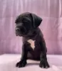 Photo №3. Cane Corso super chiots pedigree FCI. Pologne