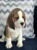 Photo №2 de l'annonce № 102247 de la vente beagle - acheter à USA annonce privée