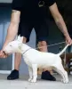 Photos supplémentaires: Chiots bull terrier standards