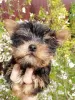 Photos supplémentaires: Les chiots Yorkie au visage de bébé sont complètement prêts à partir.